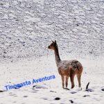 Excursión con Tinogasta Aventura